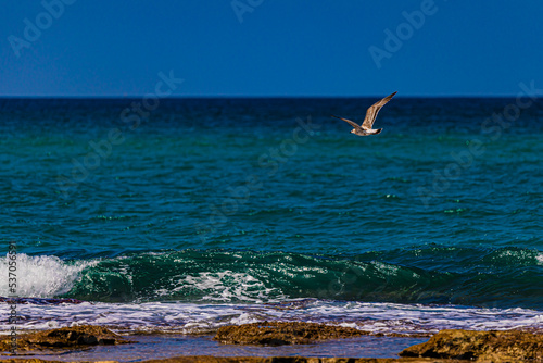 white seagull in the sea