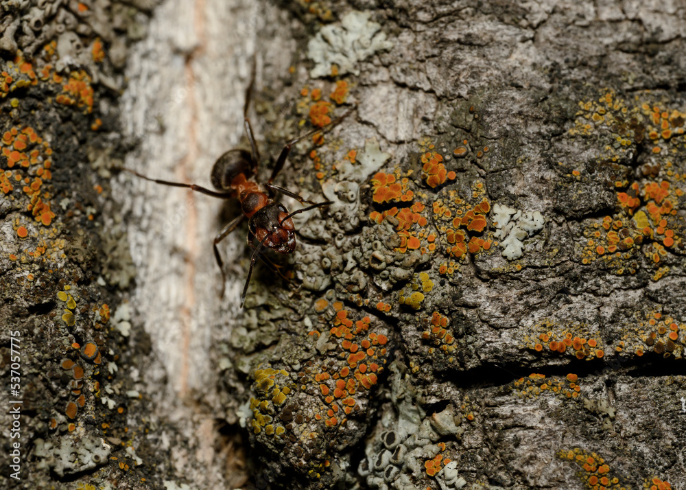 An ant on the bark of a tree covered with lichen An ant on the bark of a tree covered with lichen