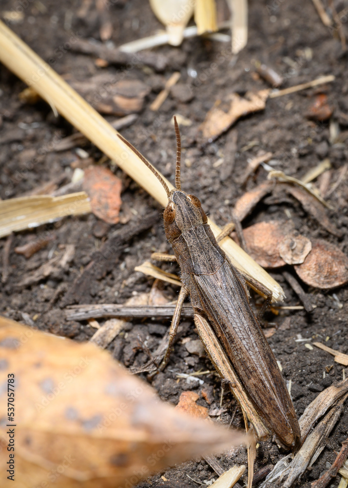 A brown grasshopper hides on the ground among dry leaves
