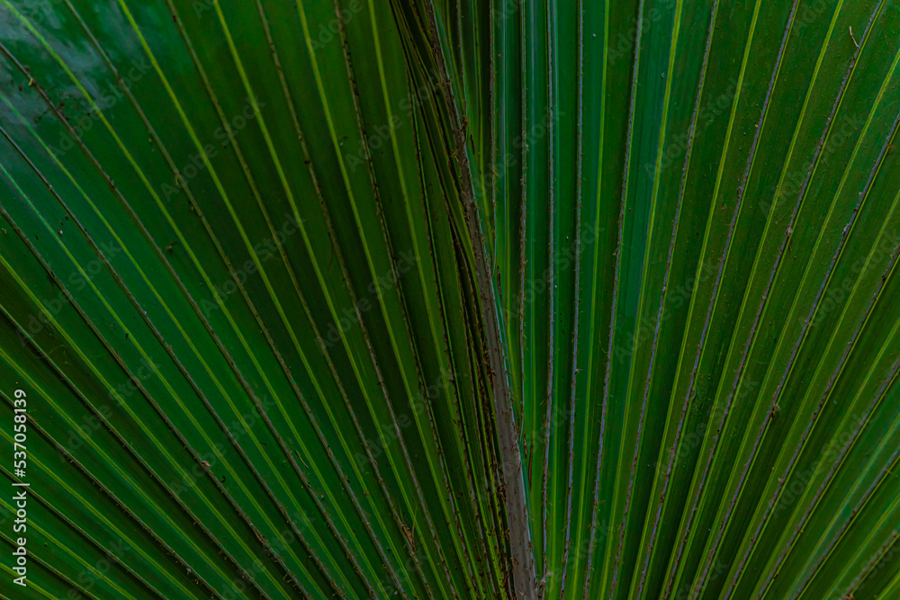 palm leaf background close up