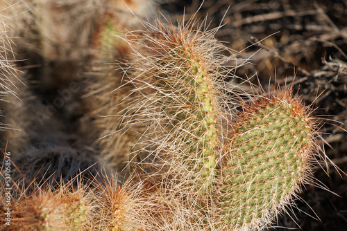White overlapping curved spines protrude from obscured trichomatic glochidiate areoles of Opuntia Polyacantha Variety Erinacea, Cactaceae, native in the Little San Bernardino Mountains, Summer. photo