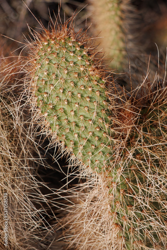 White overlapping curved spines protrude from obscured trichomatic glochidiate areoles of Opuntia Polyacantha Variety Erinacea, Cactaceae, native in the Little San Bernardino Mountains, Summer. photo