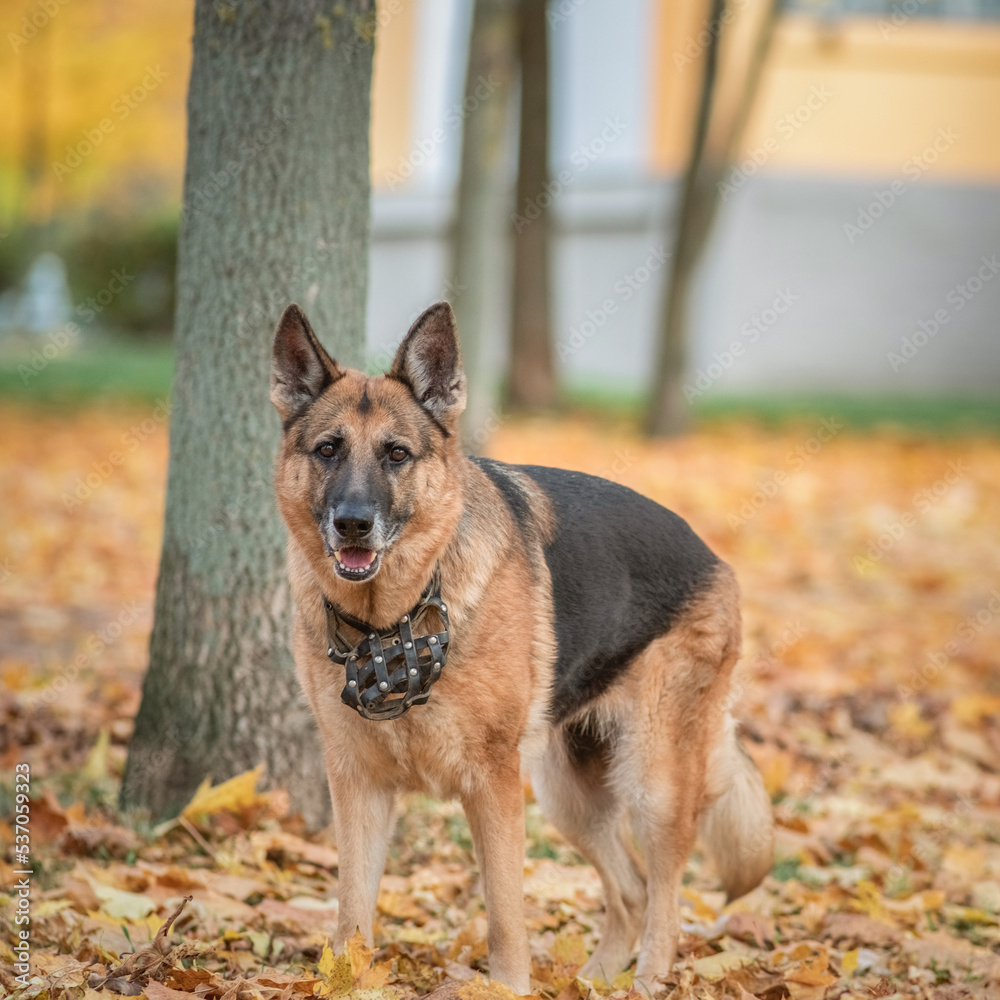 Beautiful purebred elderly shepherd dog for a walk in the autumn park. Beautiful purebred elderly shepherd dog for a walk in the autumn park.