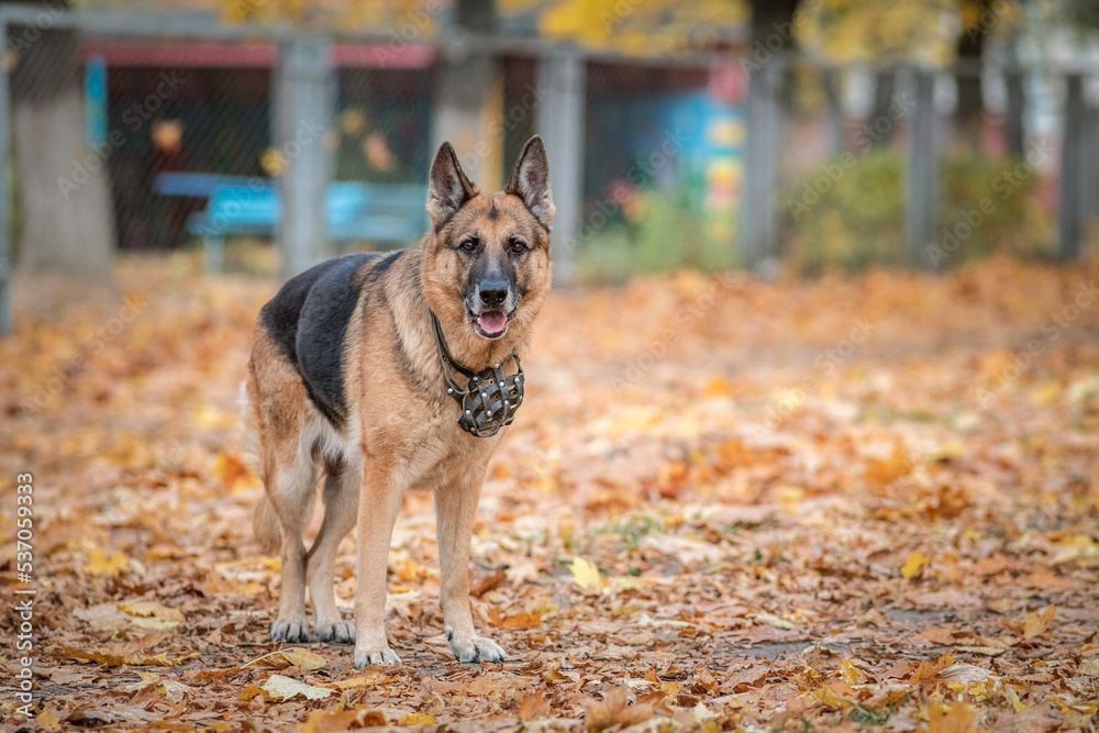 Beautiful purebred elderly shepherd dog for a walk in the autumn park. Beautiful purebred elderly shepherd dog for a walk in the autumn park.