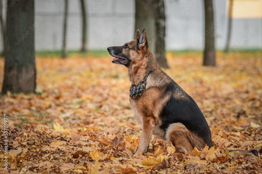 Beautiful purebred elderly shepherd dog for a walk in the autumn park.