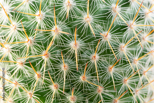 Thorns of macro cactus,Thorns texture background. Thorn cactus, close-up