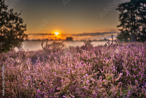 L  neburger Heide  Heide heidekrautl.lil nebel sonnenaufgang