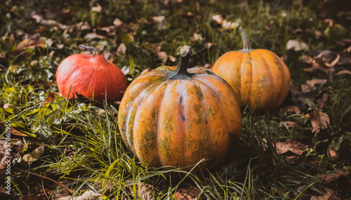 Close up orange pumpkins  concept of autumn season of vegetables  October harvest