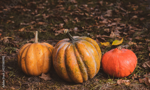 Close up orange pumpkins  concept of autumn season of vegetables  October harvest