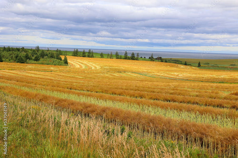Landscape in summer in Prince Edwards Island Canada