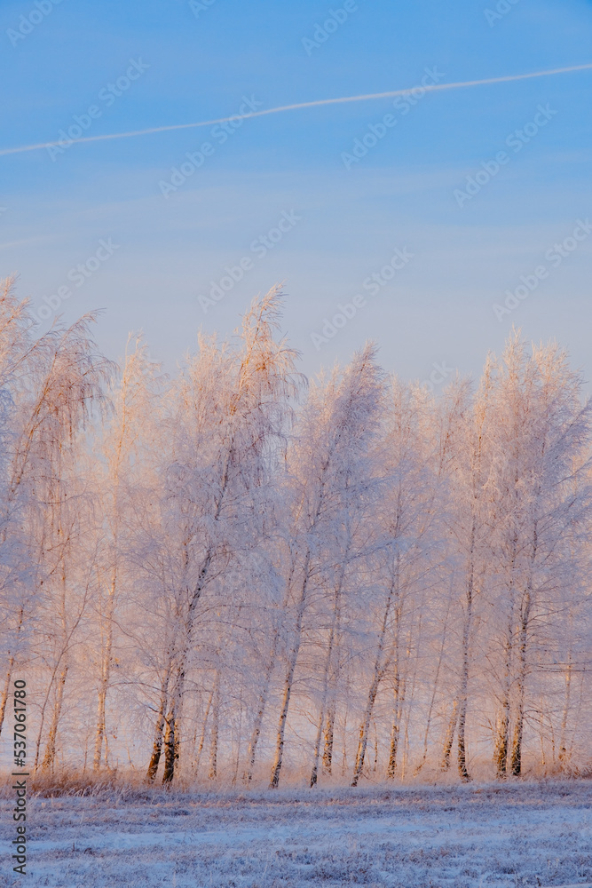 Frozen trees in the snow in winter. Winter and frost. Beautiful sunset light. Snow-white branches. First snow. Seasons. Themes of postcards and travels. Sunlight through the trunks. Frozen trees in the snow in winter. Winter and frost. Beautiful sunset light. Snow-white branches. First snow. Seasons. Themes of postcards and travels. Sunlight through the trunks.
