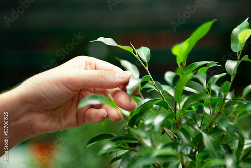 loseup photography of female hand choosing ficus elastica in the greenhouse.