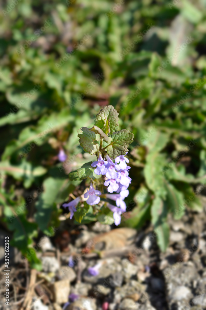Ground-ivy Ground-ivy