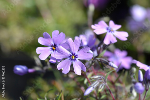 Creeping Phlox Purple Beauty