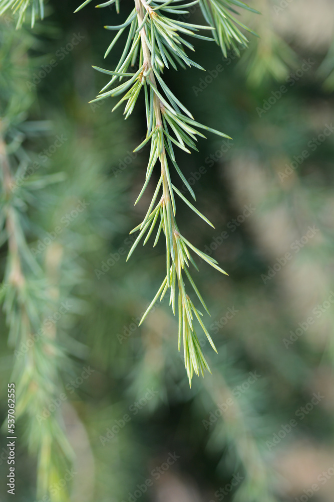 Weeping deodar cedar Weeping deodar cedar
