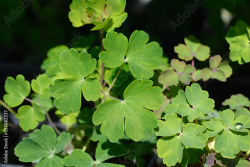 Foto Columbine Biedermeier