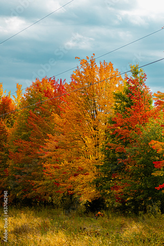 autumn trees 