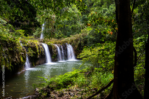 Fototapeta Naklejka Na Ścianę i Meble -  tropical rainforest waterfall in the atherton tablelands in queensland, australia; hidden gems of australia; hiking in the australian rainforest