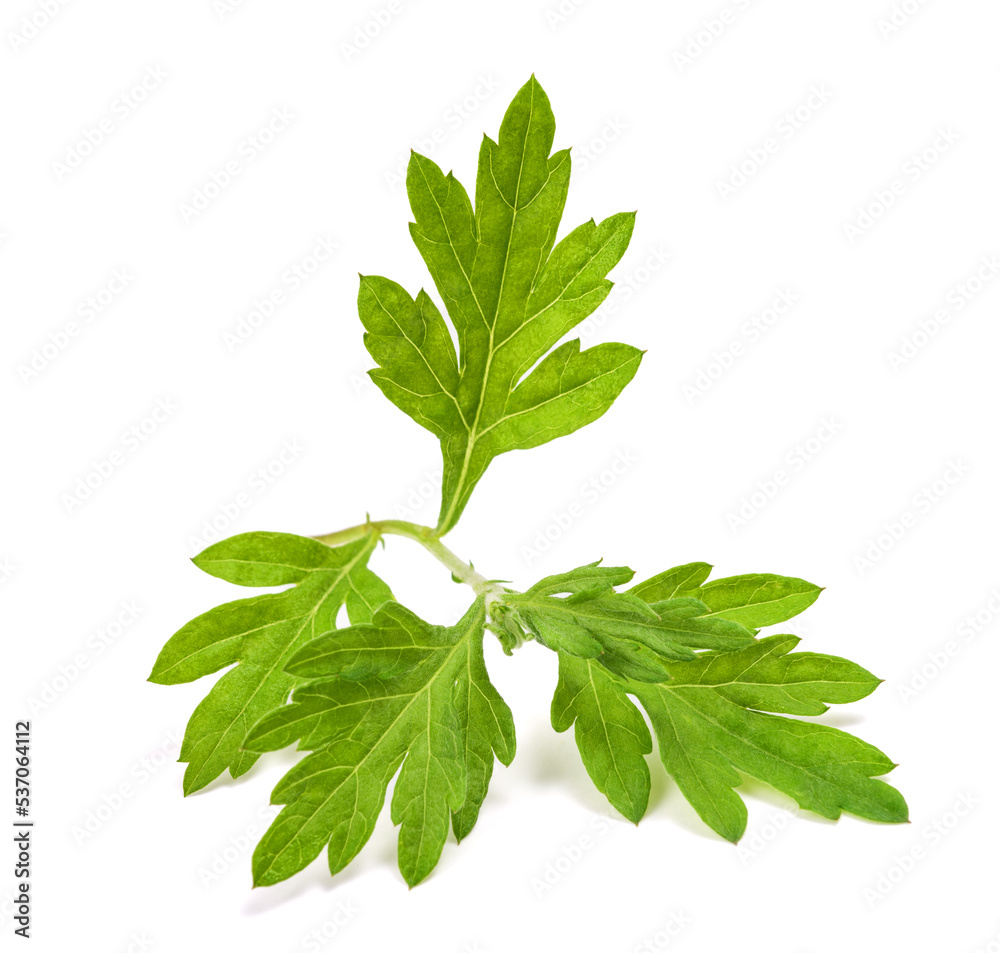 Common ragweed Common ragweed