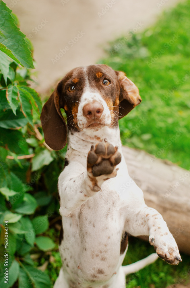 Dachshund dog funny pet portraits high five