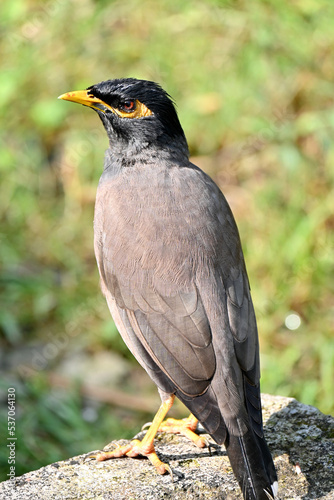 closeup the black brown myna birds stand and enjoy the nature soft focus natural green brown background.