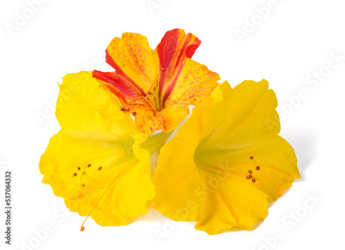 Fototapeta Naklejka Na Ścianę i Meble -  Yellow and red Four o'clock flowers