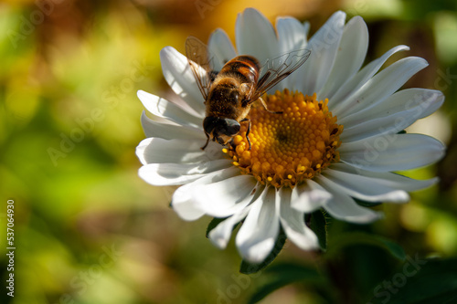 Close-up - a striped fly with large eyes  similar to a bee  collects nectar from a white Chamomile.
