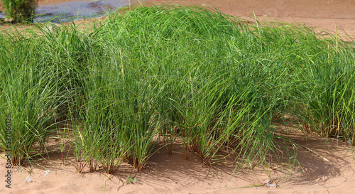 Seagrasses are the only flowering plants which grow in marine environments. There are about 60 species of fully marine seagrasses which belong to four families  photo