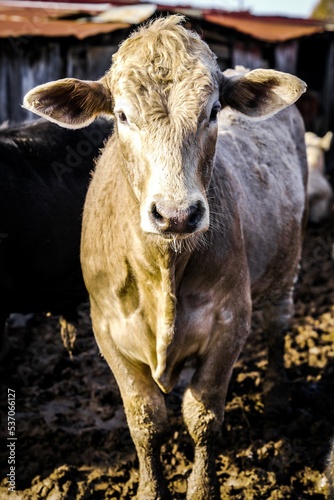 cow on the farm