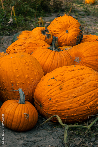 pile of pumpkins