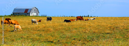 Cattles in a farm field in rural Prince Edward Island, Canada