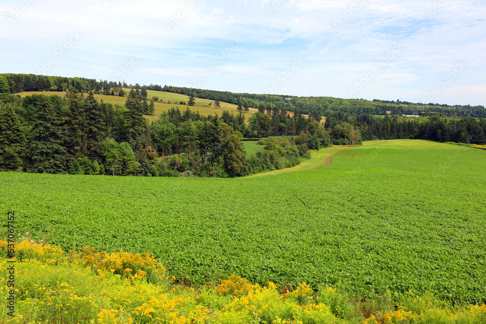 Landscape in summer in Prince Edwards Island