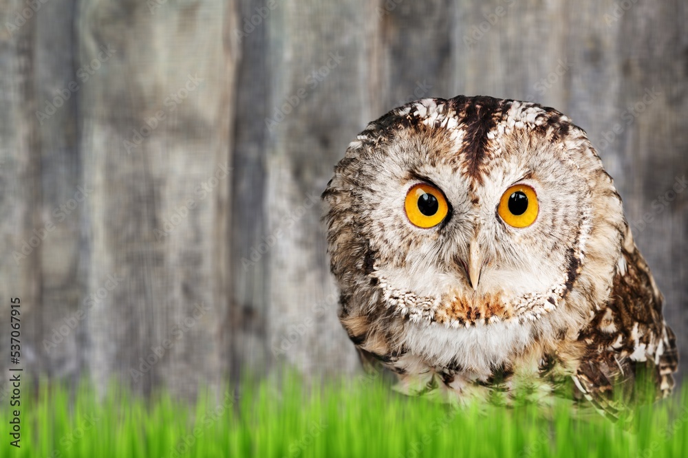 Cute young wild owl on nature background