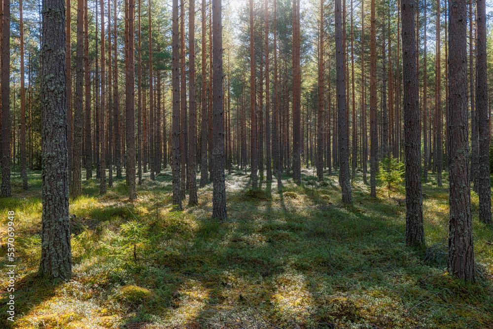 Obraz premium Pine tree forest landscape. Forest therapy and stress relief