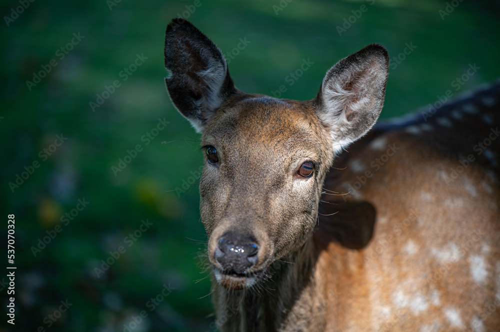 Detailed photo of deer head Detailed photo of deer head