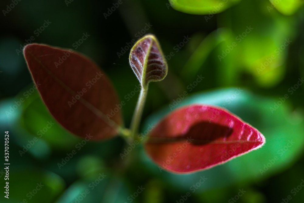 animais, cachorros, dog, plantas, paisagens, florestas animais, cachorros, dog, plantas, paisagens, florestas