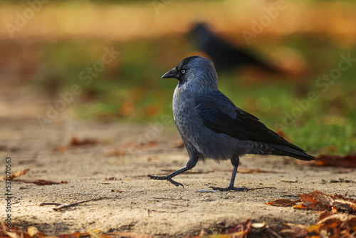 western jackdaw (Coloeus monedula) in a park in the city, strutting down the road