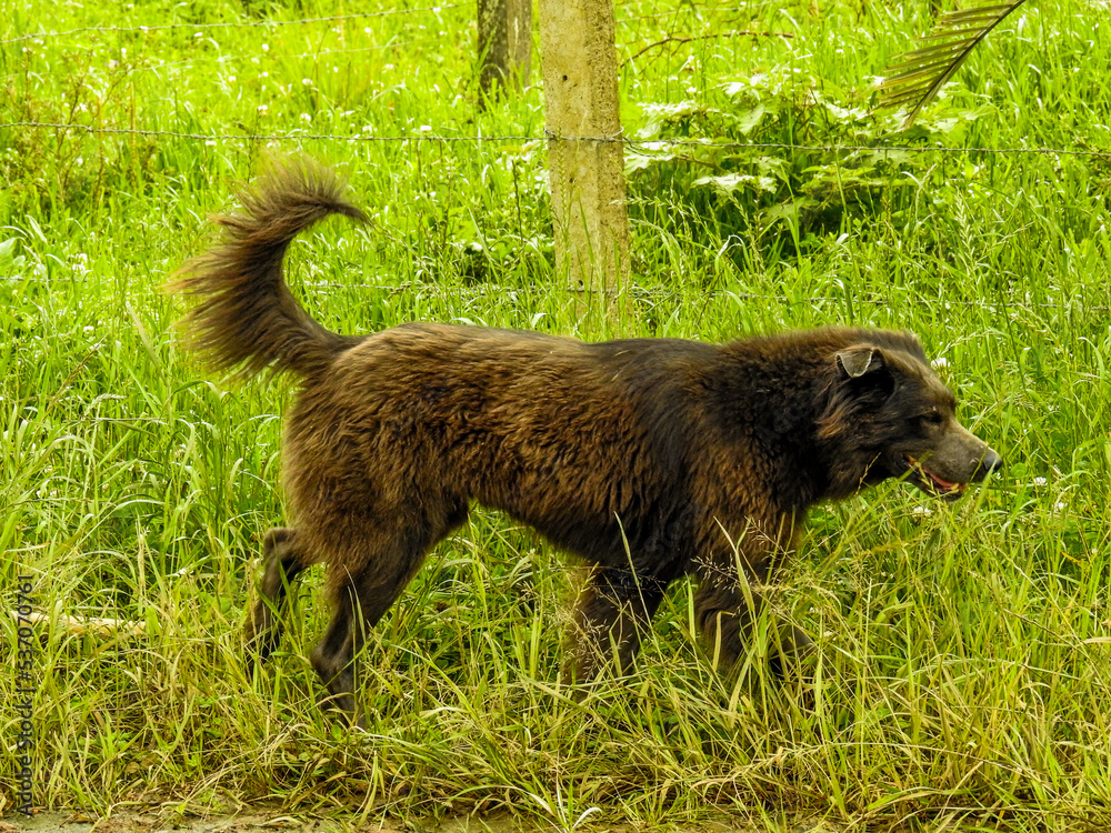 animais, cachorros, dog, plantas, paisagens, florestas animais, cachorros, dog, plantas, paisagens, florestas