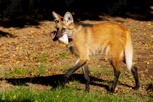 maned wolf   Chrysocyon brachyurus  photographed close up in the mouth of his prey