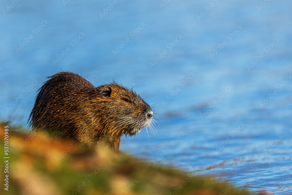 The nutria (Myocastor coypus) or coypu is on the shore against blue water The nutria (Myocastor coypus) or coypu is on the shore against blue water