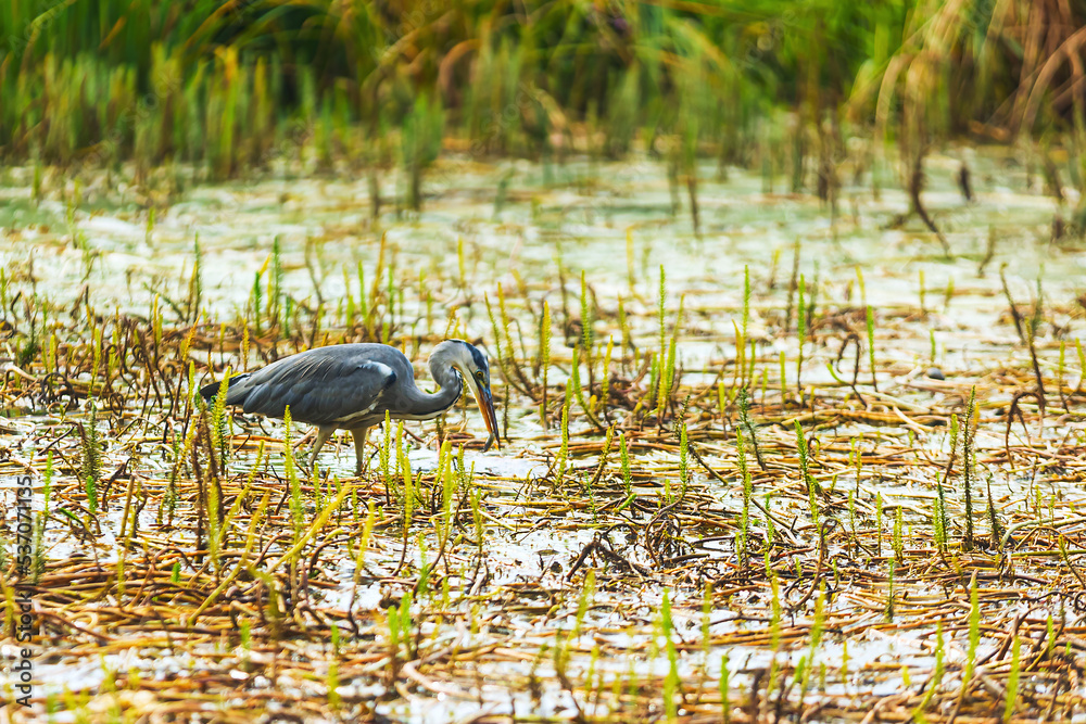 grey heron (Ardea cinerea) fishing in the water grey heron (Ardea cinerea) fishing in the water