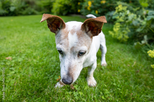 Jack Russell Terrier Dog in Green Garden © Unwind