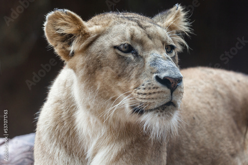 Schilderij op canvas close-up of lioness Panthera leo melanochaita in captivity