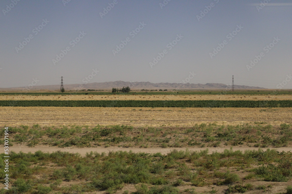 field of wheat with hills on the horizon