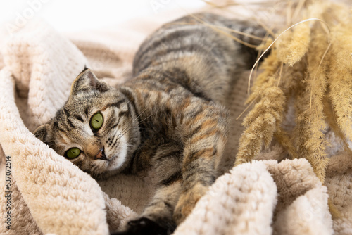 Domestic striped cat lies on a beige blanket and relaxes. Pet in the interior of the house.