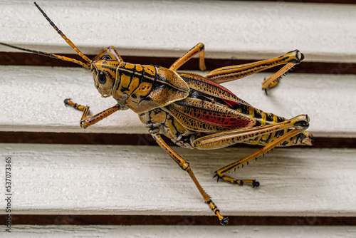 Eastern lubber grasshopper photo