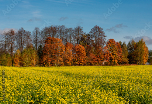 Autumn Maple Trees and canola field with blue sky