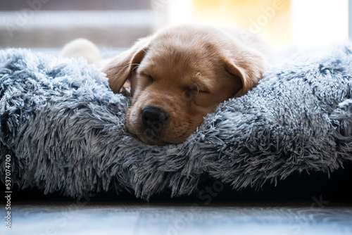 Labrador puppy sleeping in dog bed