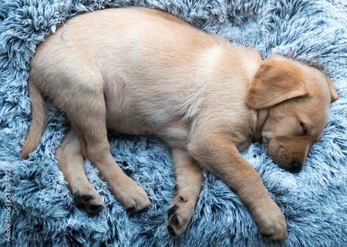 Labrador puppy sleeping in dog bed