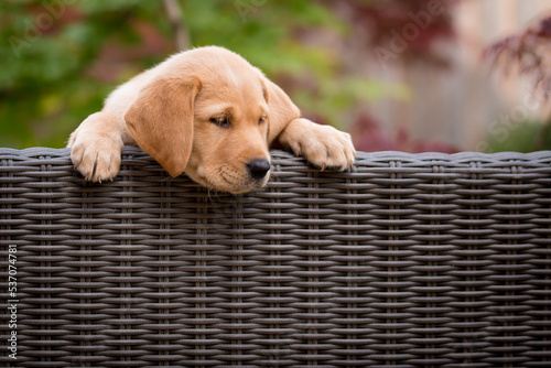 Labrador dog / puppy